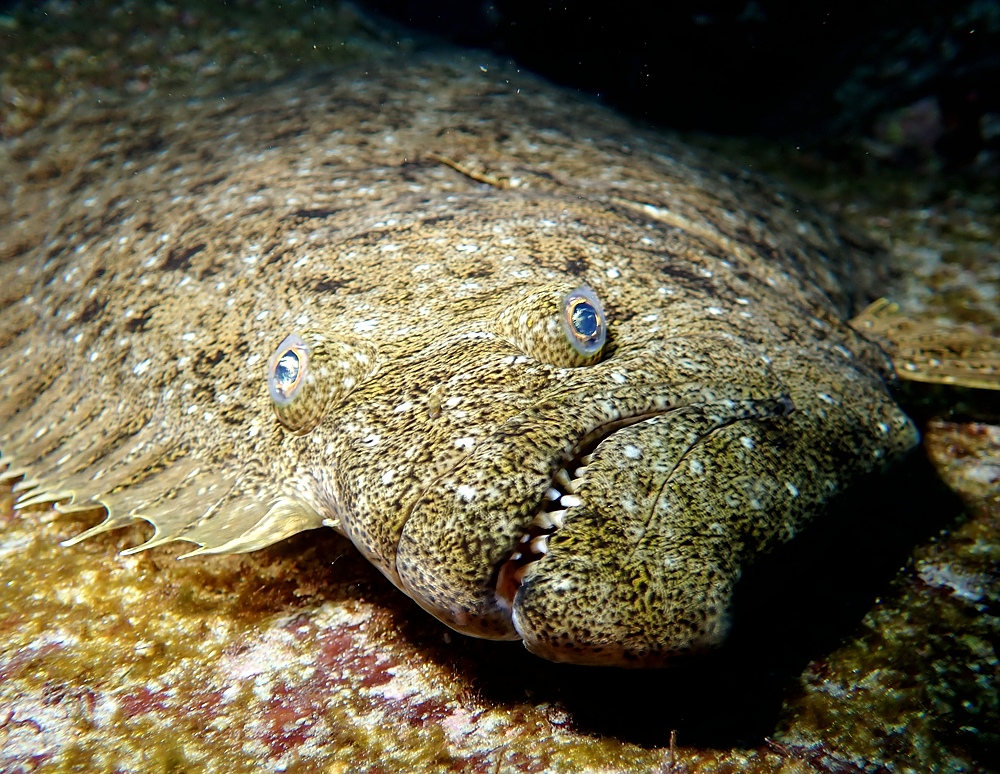 伊豆海洋公園　ナイトダイビング　ウミガメ　大晦日