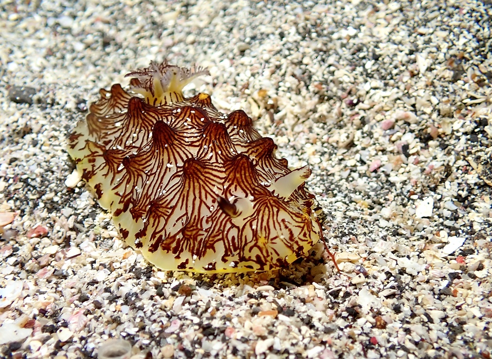 伊豆海洋公園　ナイトダイビング　ウミガメ　大晦日
