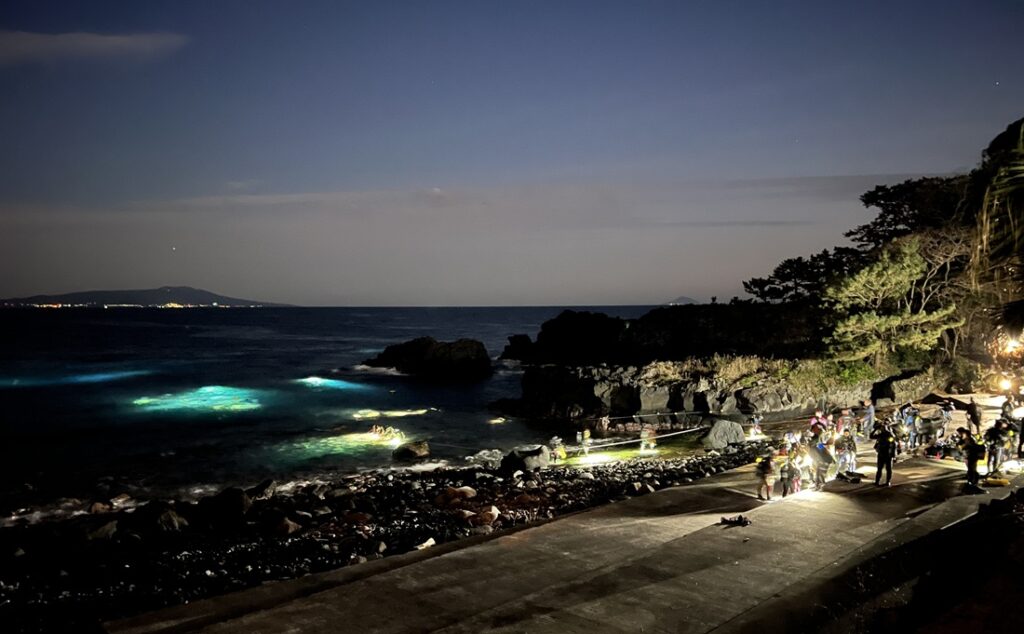 伊豆海洋公園　ナイトダイビング　ウミガメ　大晦日