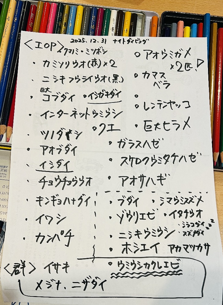 伊豆海洋公園　ナイトダイビング　ウミガメ　大晦日
