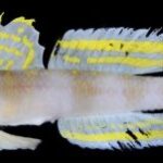 バンダーホルスティア・スーパーサイヤン