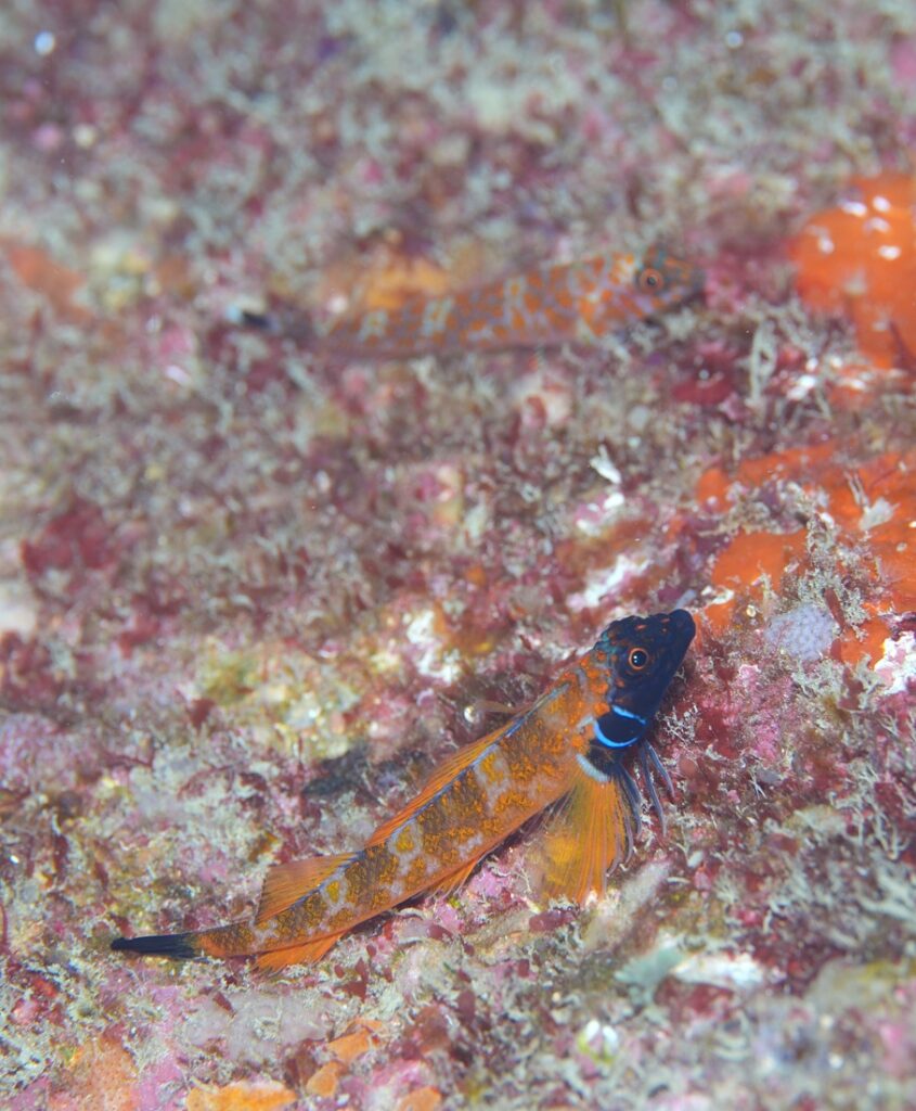 串本　ダイビング　南紀　赤鯱　生物