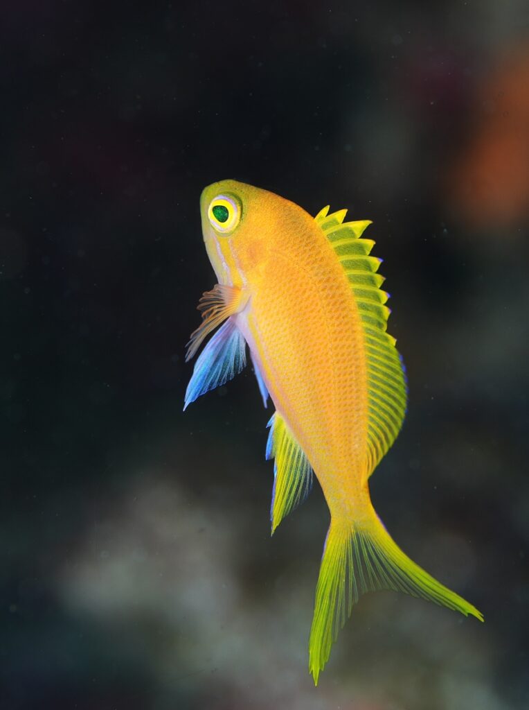 串本　ダイビング　南紀　赤鯱　生物　ウミウシ