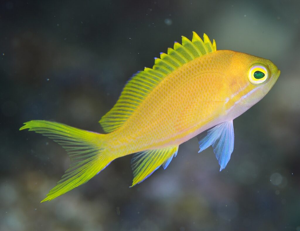 串本　ダイビング　南紀　赤鯱　生物　ウミウシ