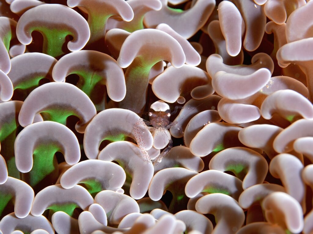 串本　ダイビング　南紀　赤鯱　生物　エビ　甲殻類