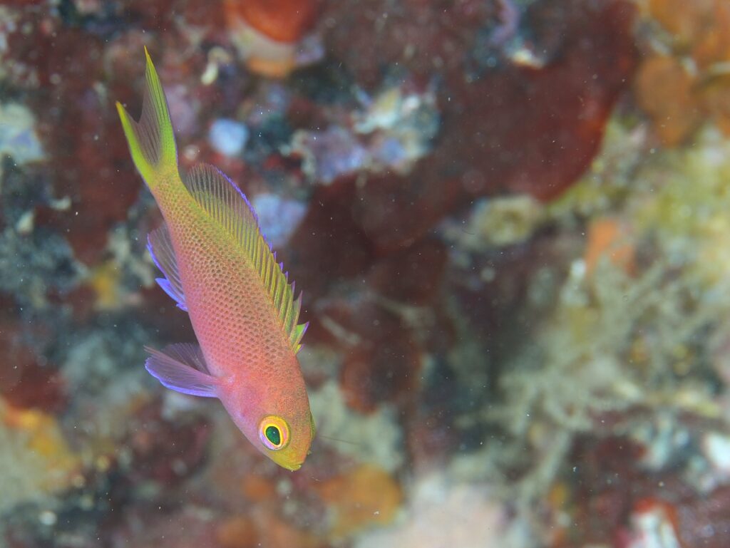 串本　ダイビング　南紀　赤鯱　生物　ウミウシ