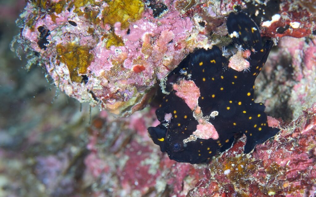 串本　ダイビング　南紀　赤鯱　生物