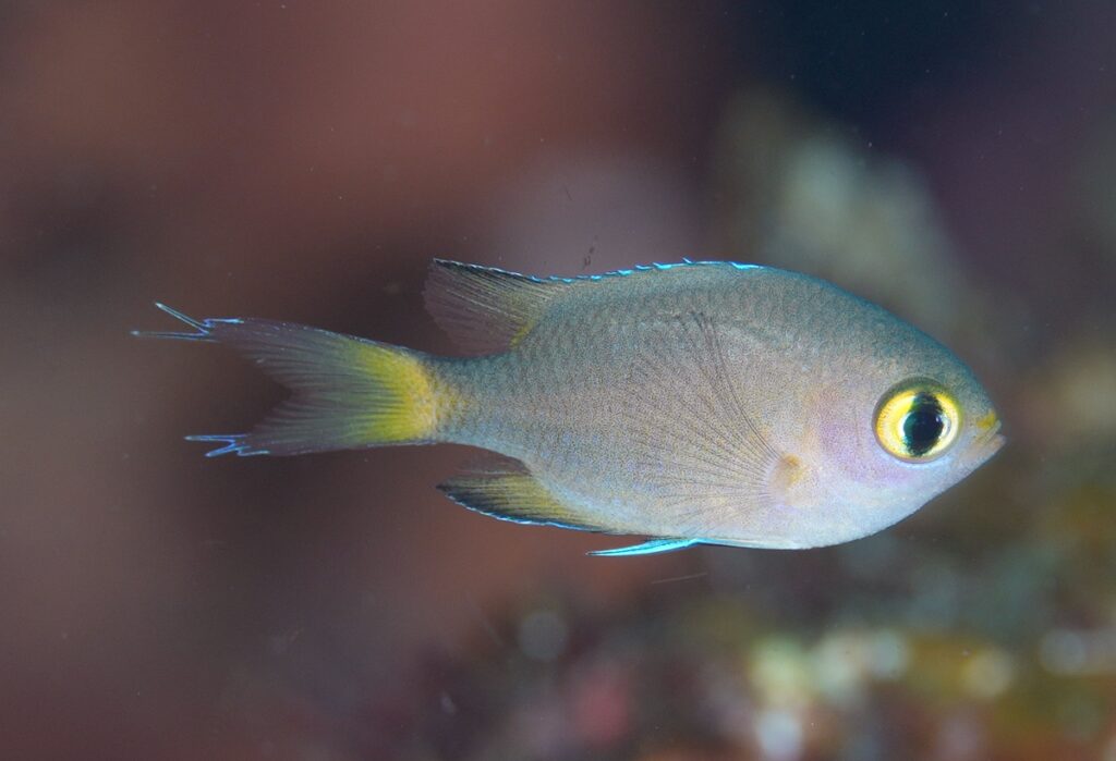 串本　ダイビング　南紀　赤鯱　生物　ウミウシ