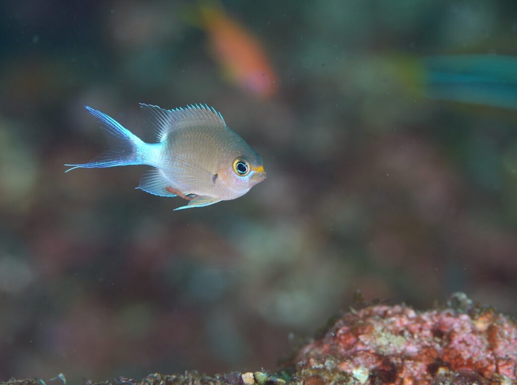 串本　ダイビング　南紀　赤鯱　生物　ウミウシ