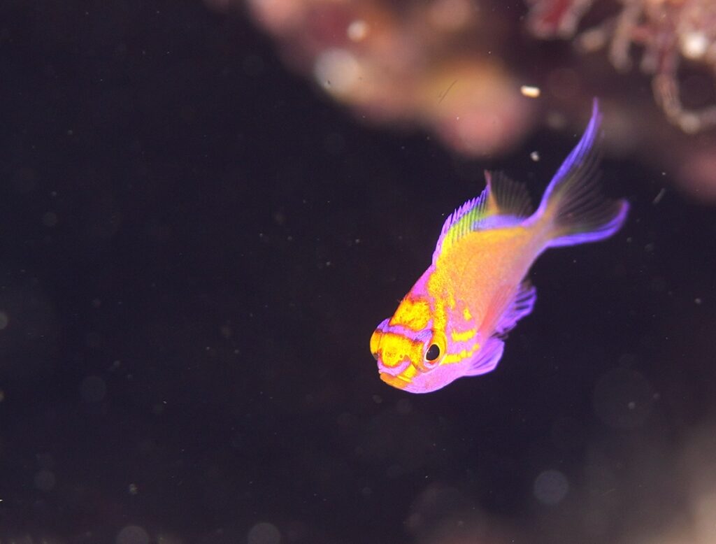 串本　ダイビング　南紀　赤鯱　生物