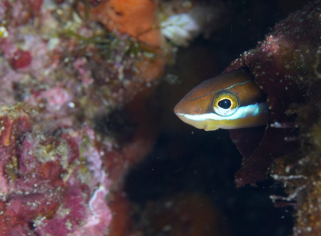 串本　ダイビング　南紀　赤鯱　生物