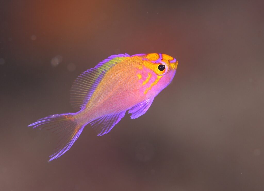 串本　ダイビング　南紀　赤鯱　生物　ウミウシ