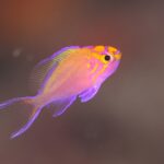 串本　ダイビング　南紀　赤鯱　生物　ウミウシ