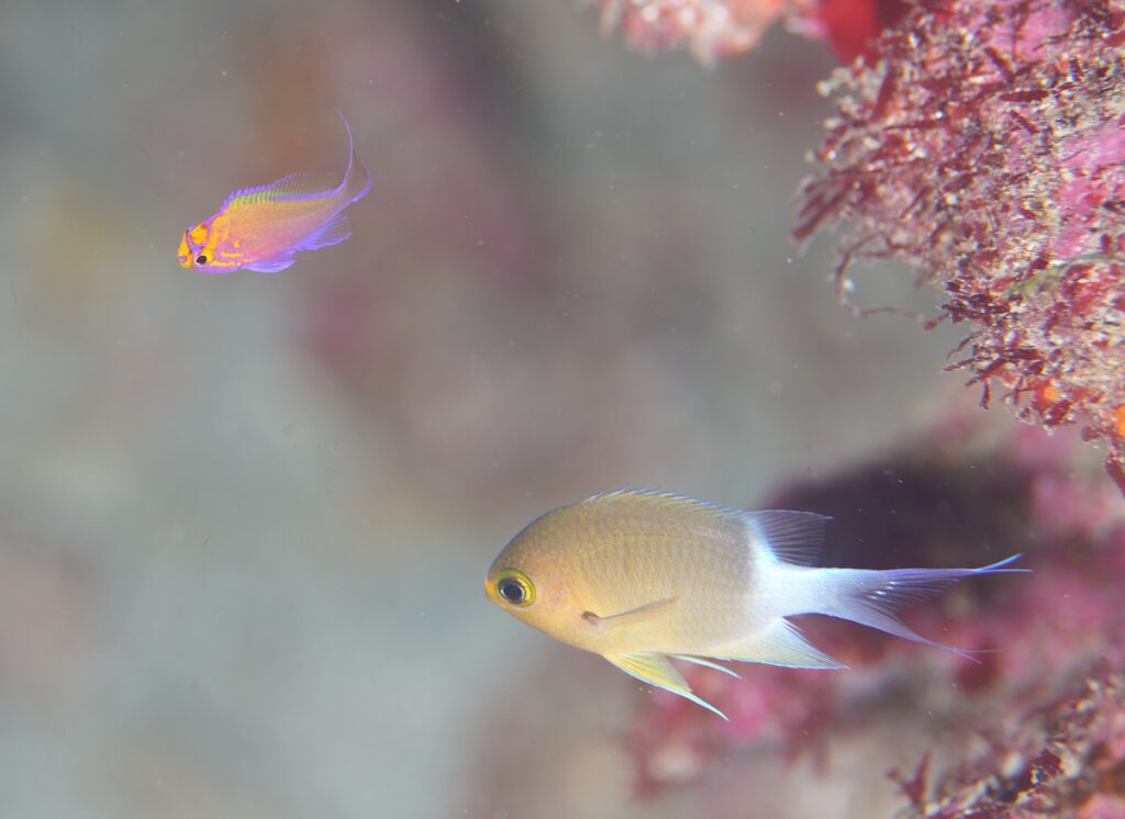 串本　ダイビング　南紀　赤鯱　生物　ウミウシ