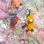 串本　ダイビング　南紀　赤鯱　生物　ウミウシ