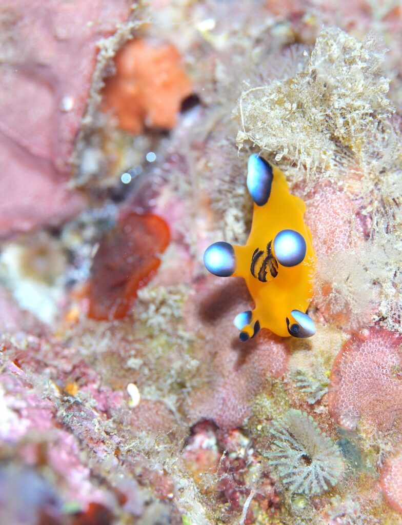 串本　ダイビング　南紀　赤鯱　生物　ウミウシ