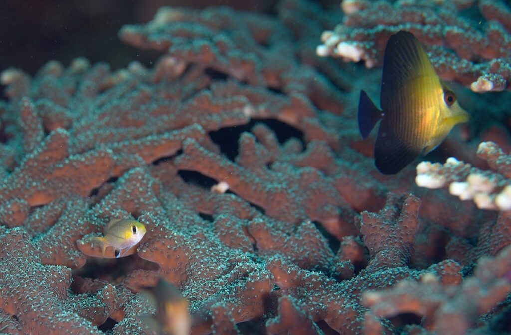 串本　ダイビング　南紀　赤鯱　生物　ウミウシ