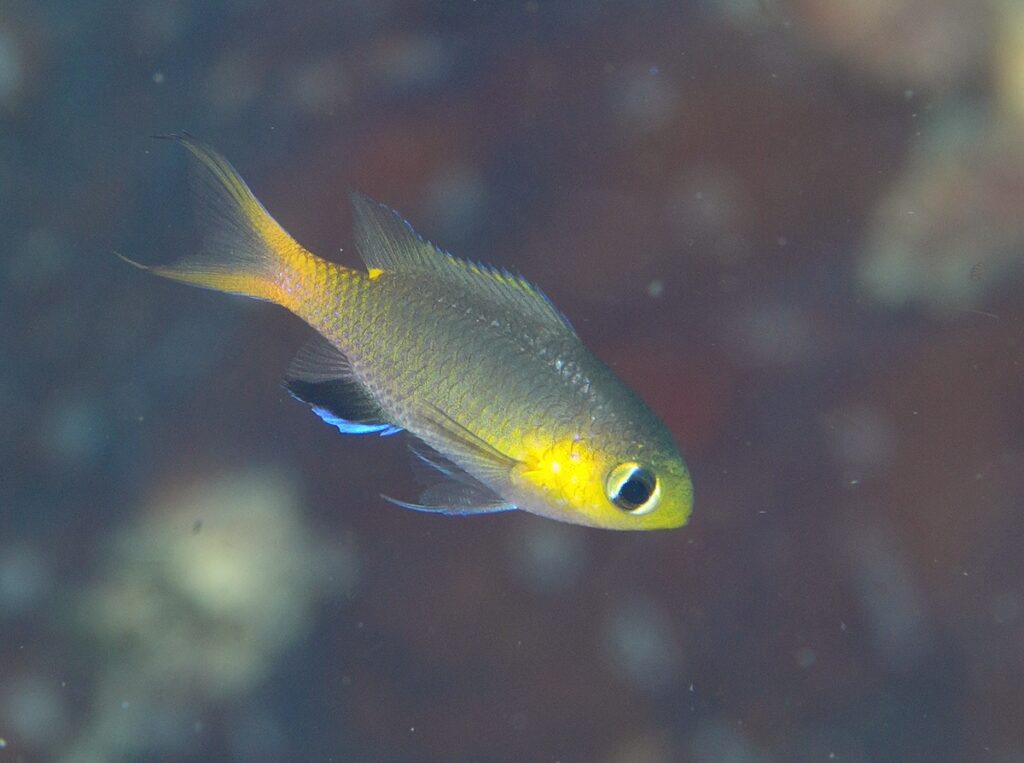 串本　ダイビング　南紀　赤鯱　生物　サンゴ　珊瑚