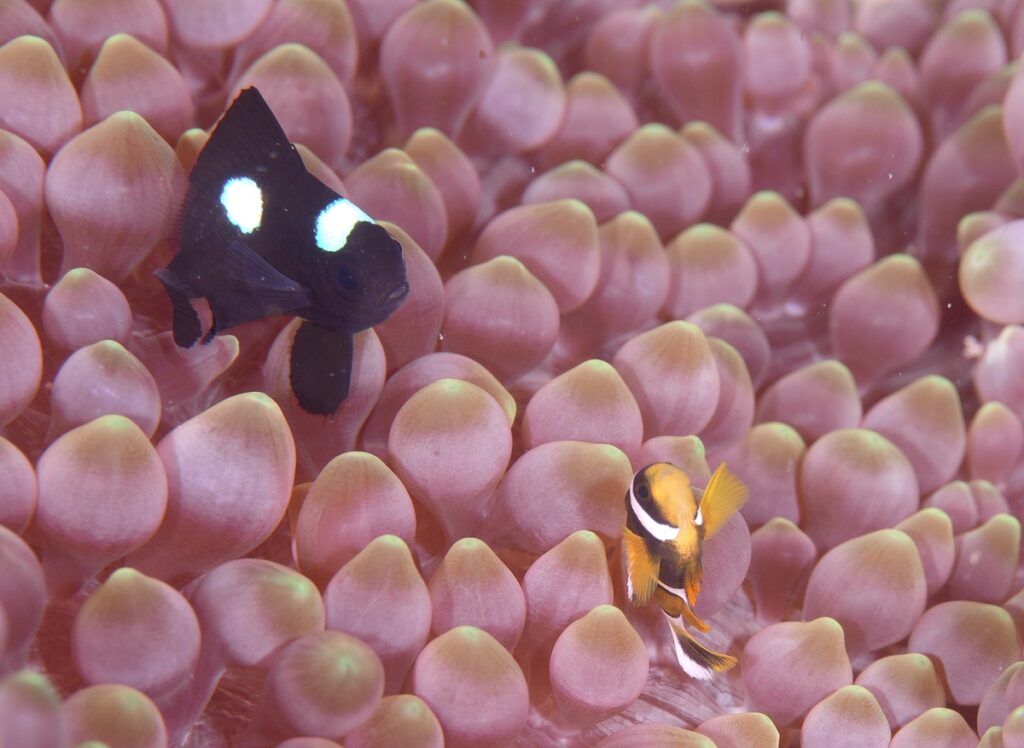 串本　ダイビング　南紀　赤鯱　生物　サンゴ　珊瑚