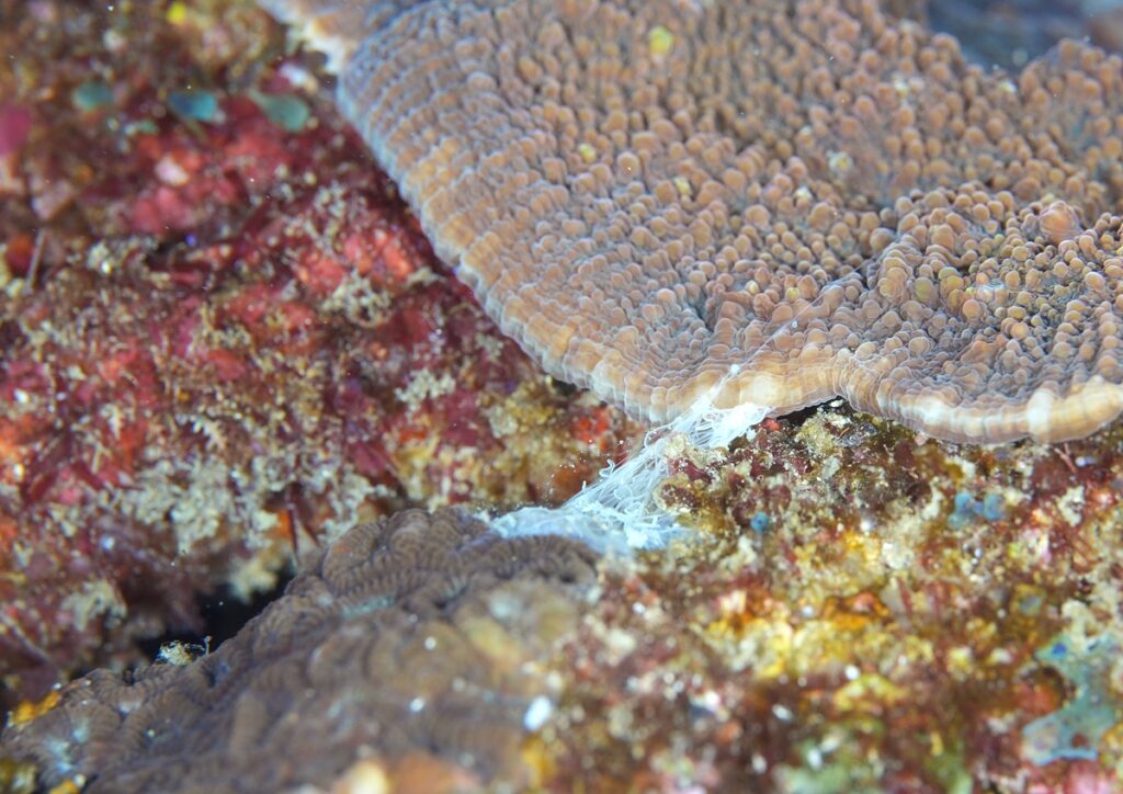 串本　ダイビング　南紀　赤鯱　生物