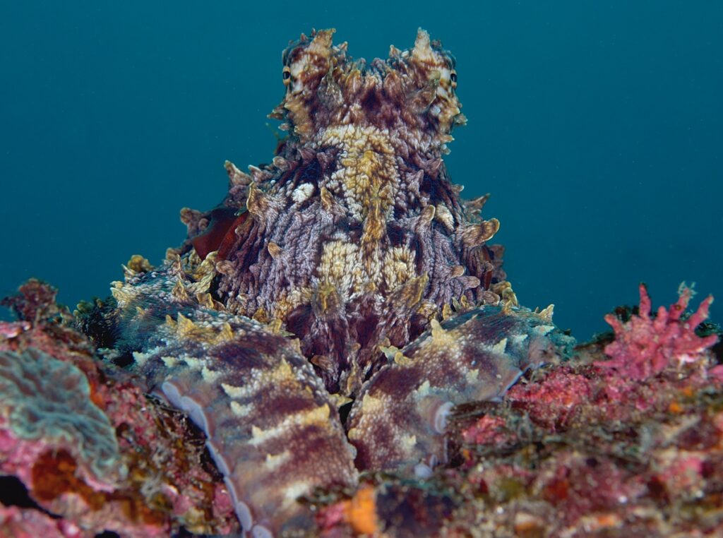 串本　ダイビング　南紀　赤鯱　生物