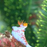 串本　ダイビング　南紀　赤鯱　生物