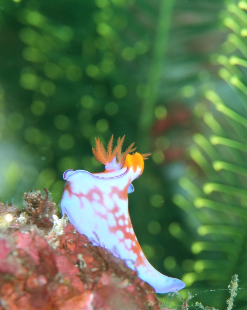 串本　ダイビング　南紀　赤鯱　生物