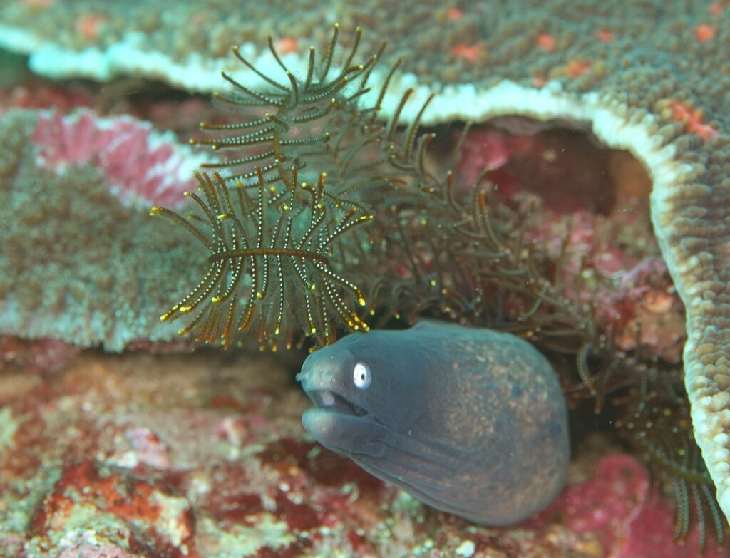 串本　ダイビング　南紀　赤鯱　生物