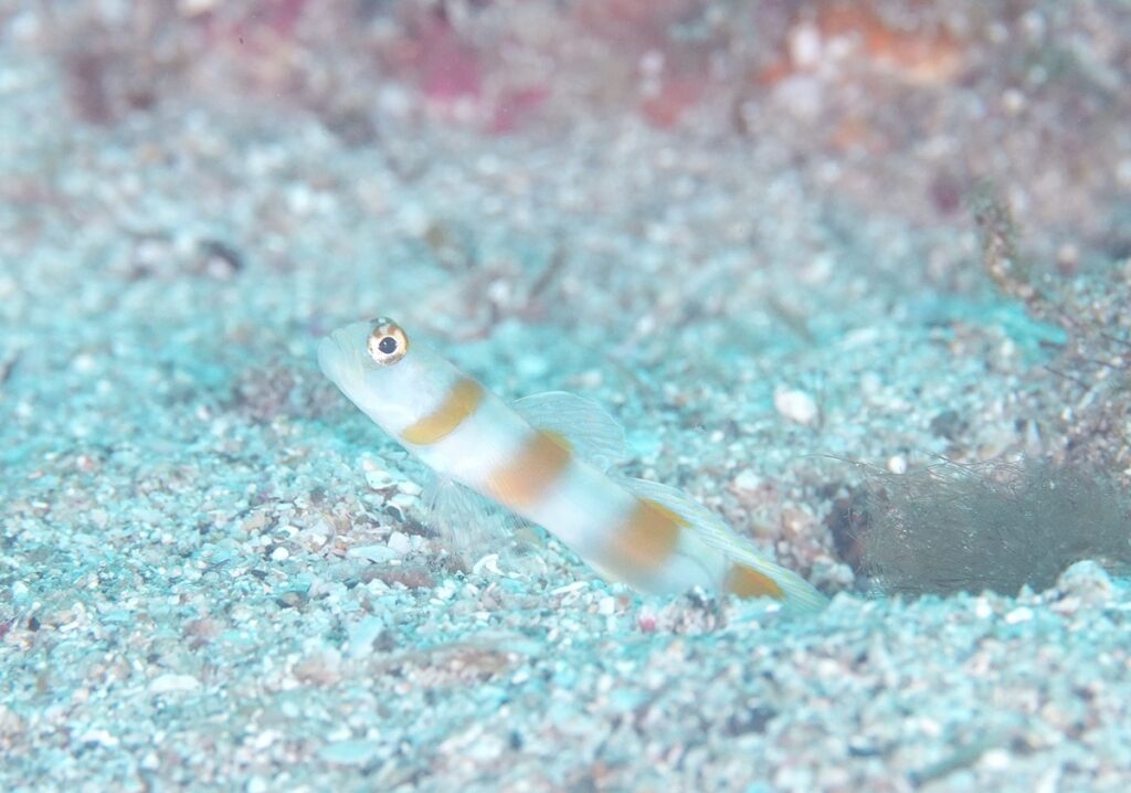 串本　ダイビング　南紀　赤鯱　生物