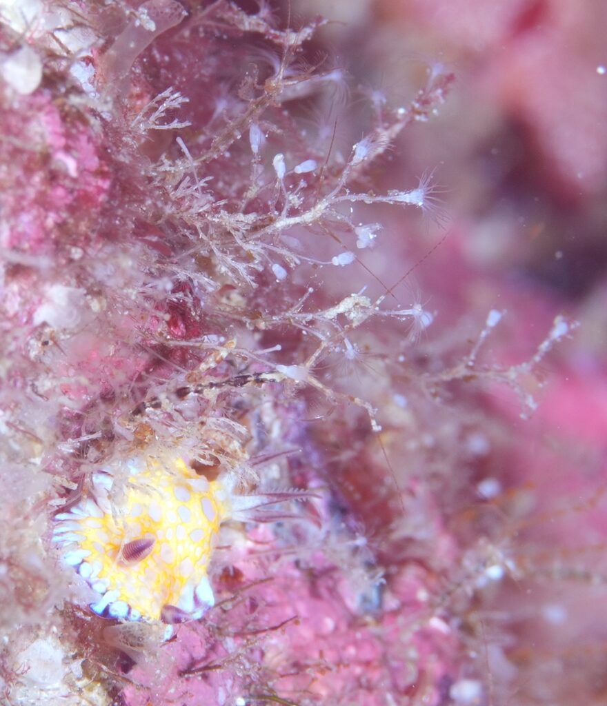 串本　ダイビング　南紀　赤鯱　生物　ウミウシ
