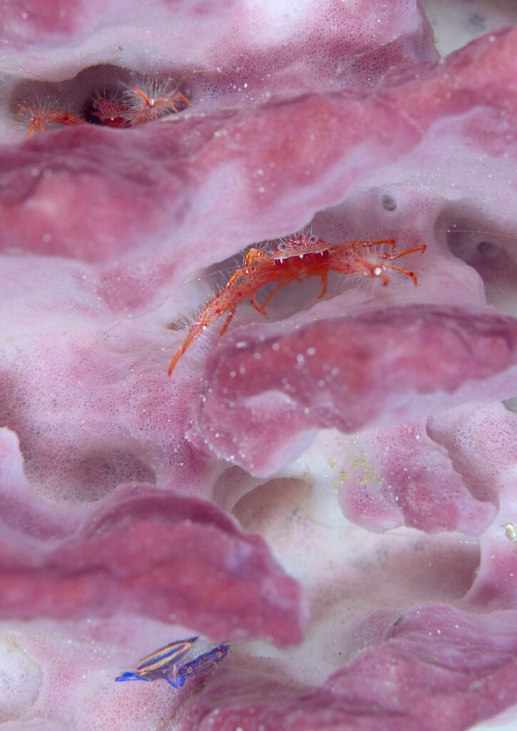 串本　ダイビング　南紀　赤鯱　生物
