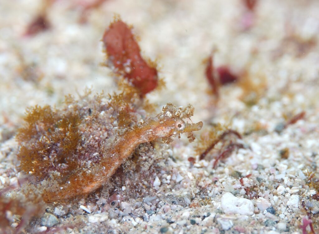 串本　ダイビング　南紀　赤鯱　生物　ウミウシ