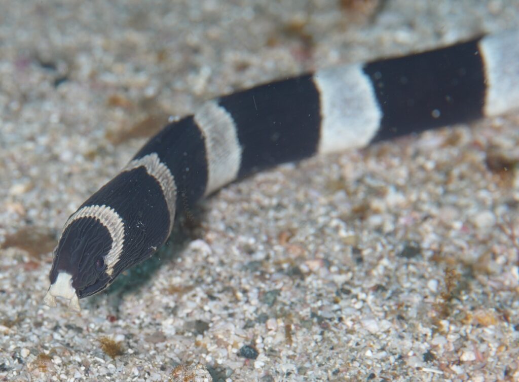 串本　ダイビング　南紀　赤鯱　生物