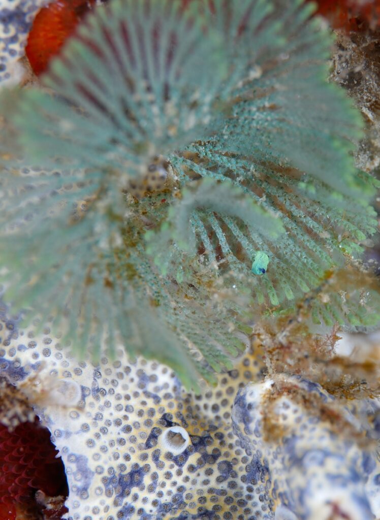 串本　ダイビング　南紀　赤鯱　生物