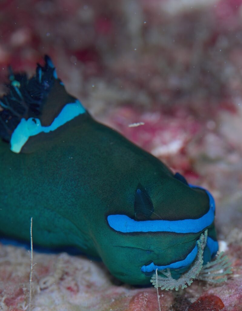 串本　ダイビング　南紀　赤鯱　生物