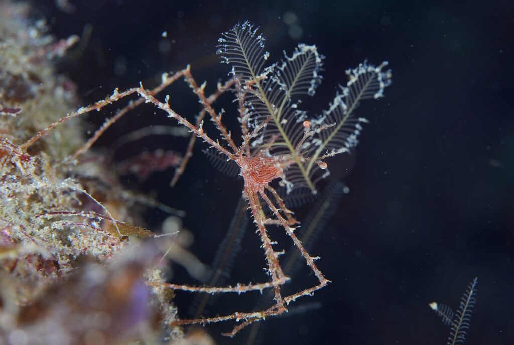 串本　ダイビング　南紀　赤鯱　ウミウシ