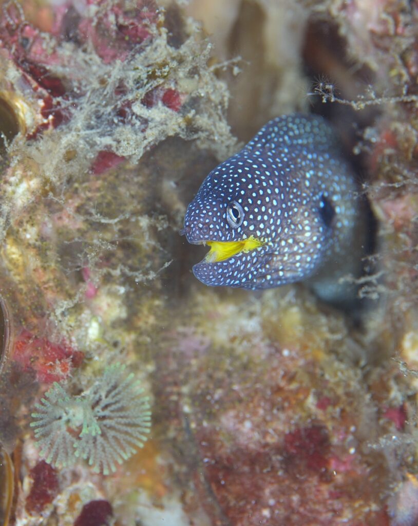串本　ダイビング　南紀　赤鯱　生物
