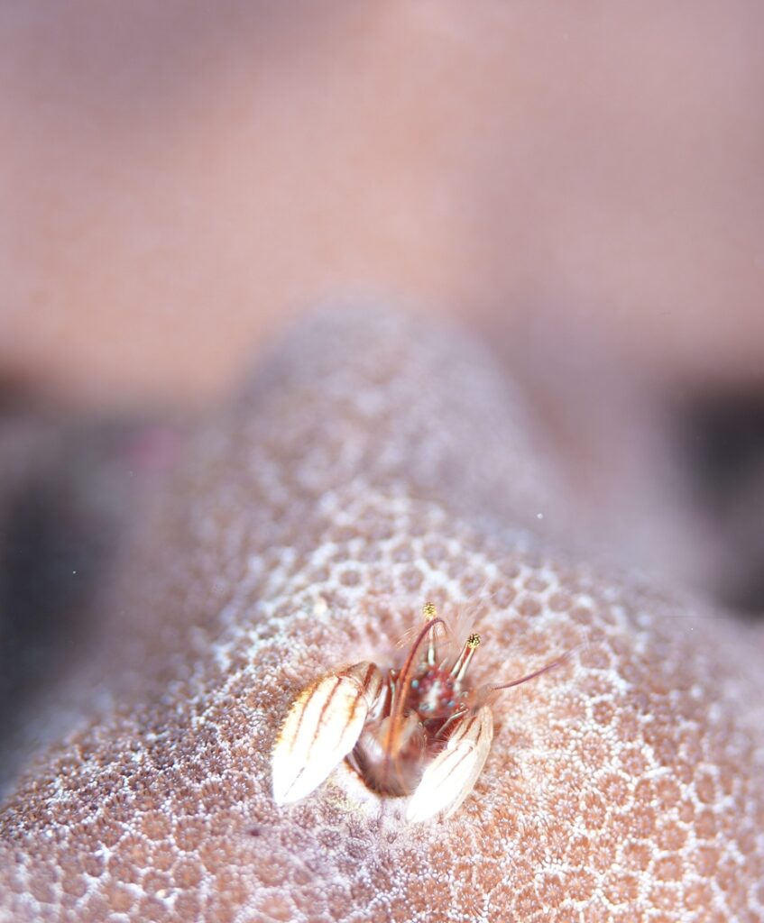 串本　ダイビング　南紀　赤鯱　カンザシヤドカリ