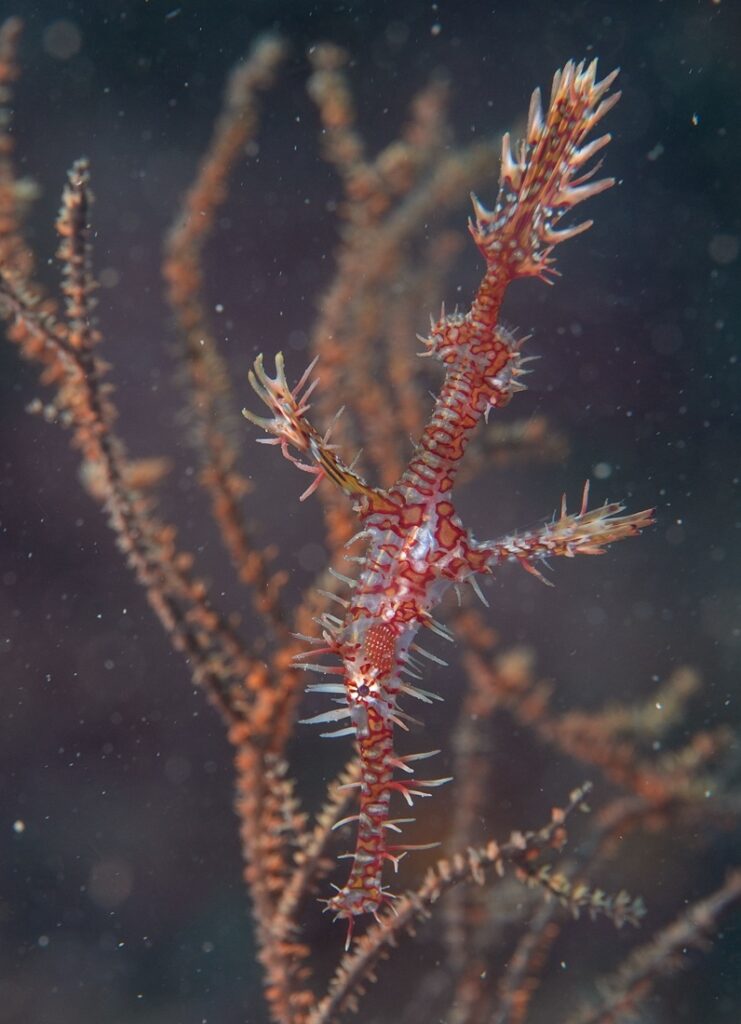 串本　ダイビング　南紀　赤鯱　ニシキフウライウオ