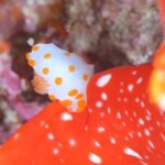 串本　ダイビング　南紀　赤鯱　キヌハダウミウシ