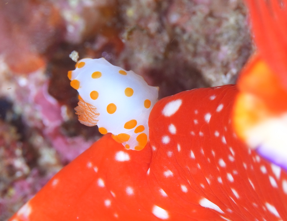 串本　ダイビング　南紀　赤鯱　キヌハダウミウシ