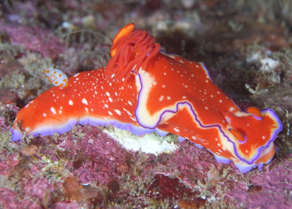 串本　ダイビング　南紀　赤鯱　キヌハダウミウシ