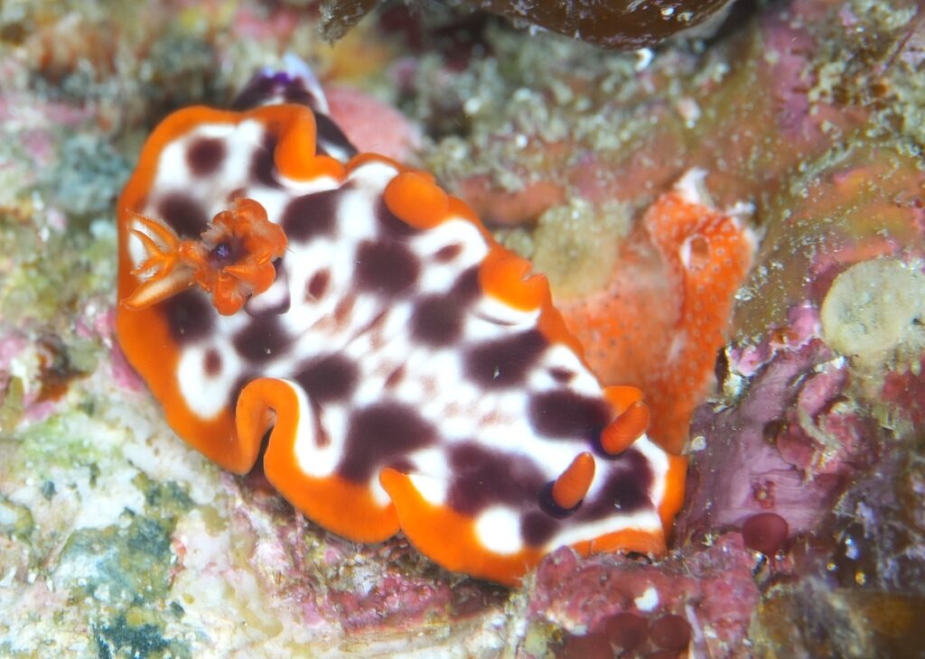 串本　ダイビング　南紀　赤鯱　ウミウシ