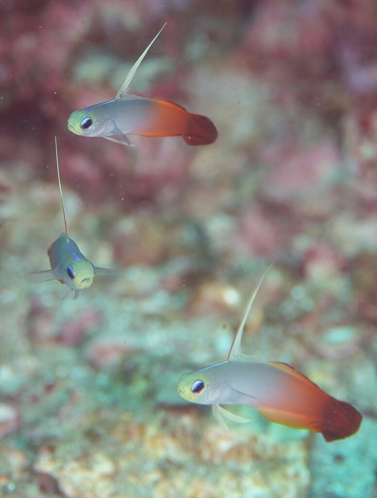 串本　ダイビング　南紀　赤鯱　ウミウシ