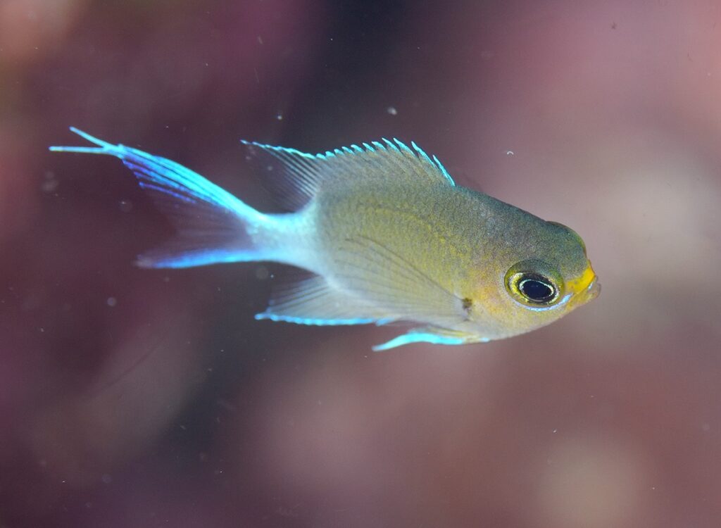 串本　ダイビング　南紀　赤鯱　ウミウシ