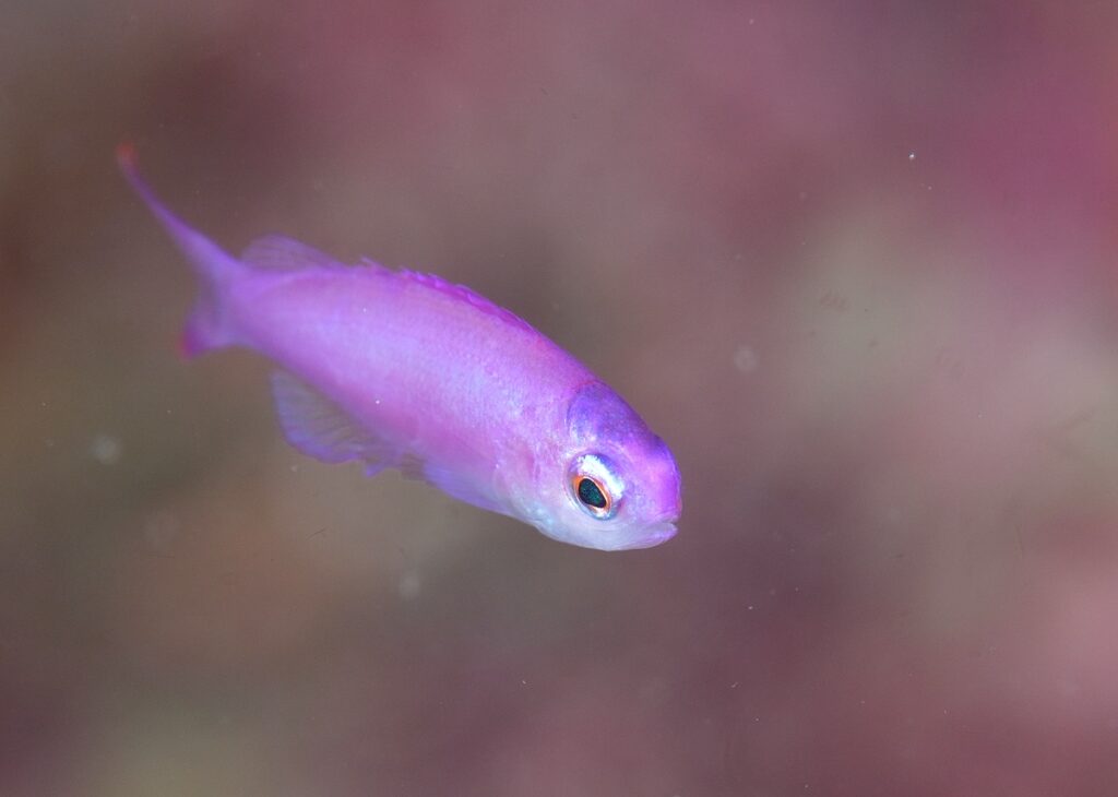 串本　ダイビング　南紀　赤鯱　ウミウシ