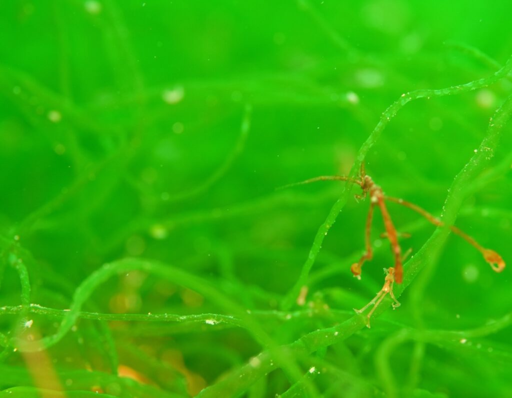 ダイビング 平沢 海藻 ワレカラ ウミテング