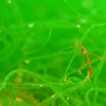 ダイビング　平沢　海藻　ワレカラ　ウミテング