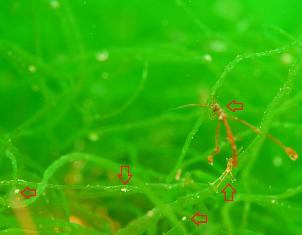 ダイビング 平沢 海藻 ワレカラ ウミテング