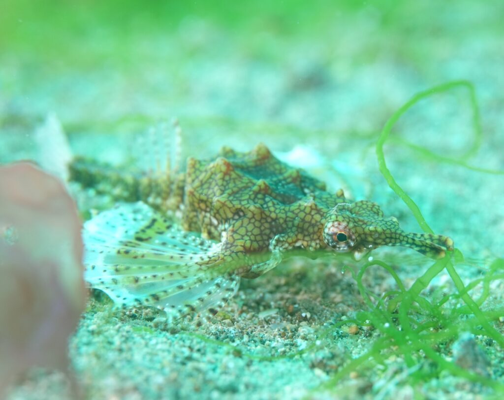 ダイビング 平沢 海藻 ワレカラ ウミテング